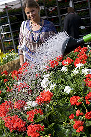 Bozner Blumenmarkt am 30.04.+01.05.2018 (Foto: Verkehrsamt der Stadt Bozen. Suedtirolfoto GmbH, Italy